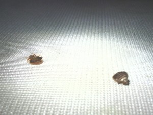 bed bug image